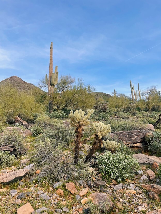 Southern Arizona with bright colors during the spring.