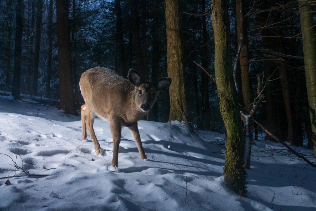 Camera trapping a deer in the winter.
