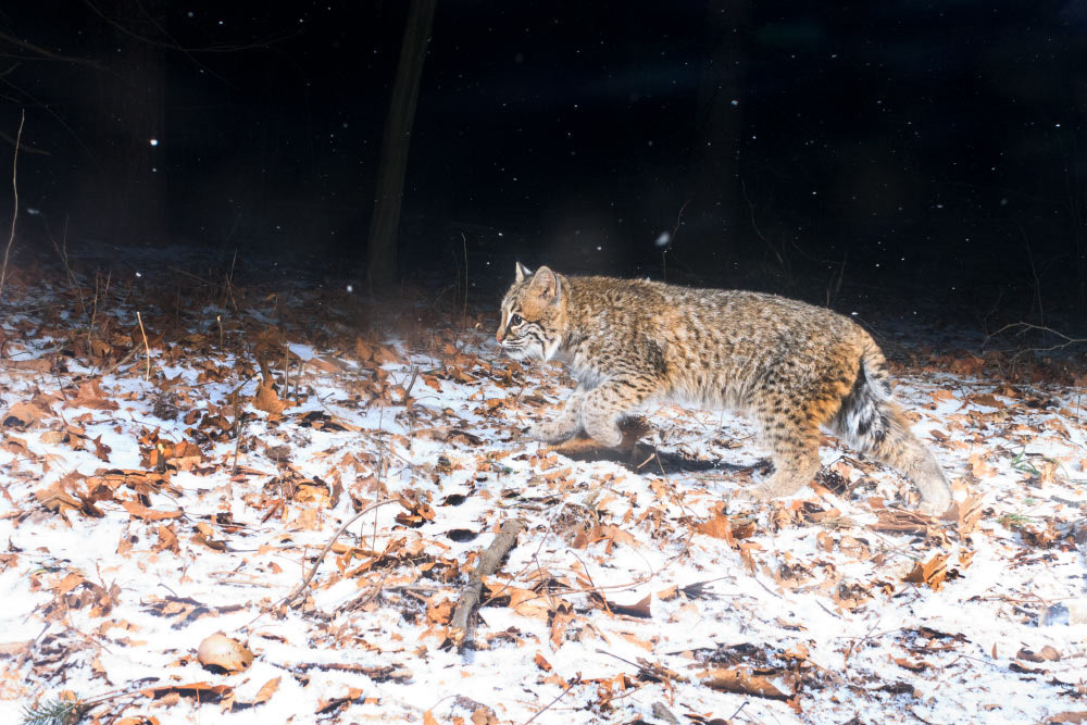 Camera trapping a bobcat during winter.