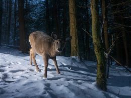 A deer caught in the lens of a camera while camera trapping in the winter.