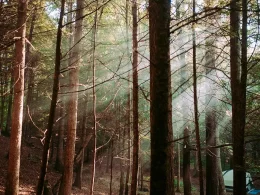 Survival in the woods