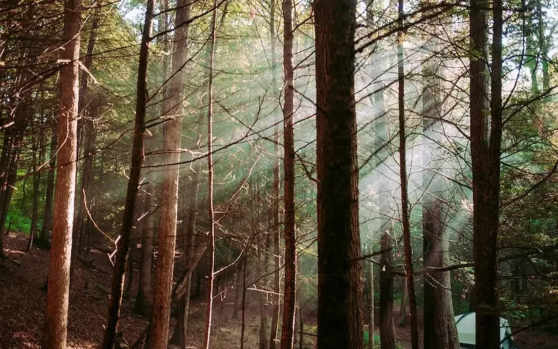 Survival in the woods