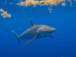 Shark Week on Everest