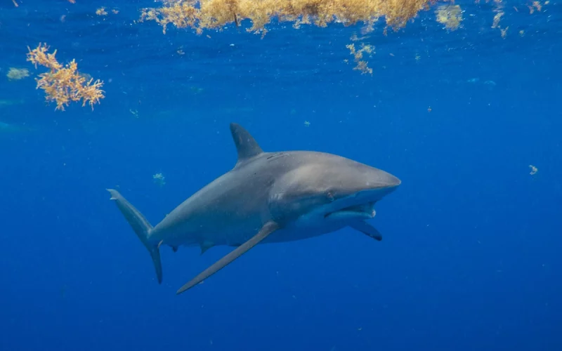 Shark Week on Everest