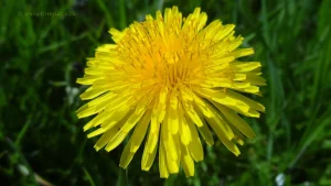 Medicinal Plants - Dandelion