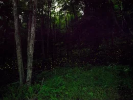 firefly photography