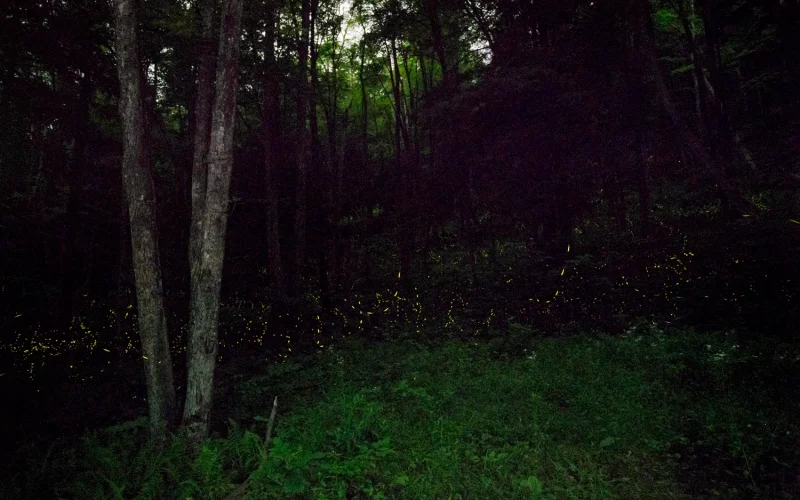 firefly photography
