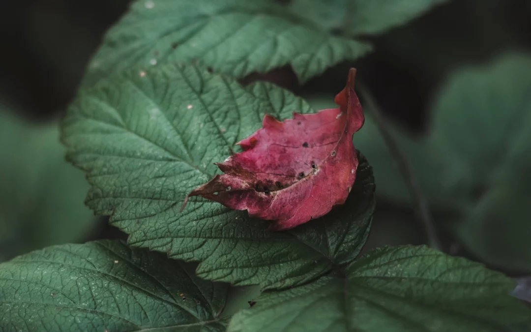Fall Camping Guide: Essential Tips and Tricks for a Memorable Outdoor Experience