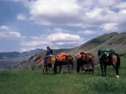 a women guiding horse's during a horsepacking trip.