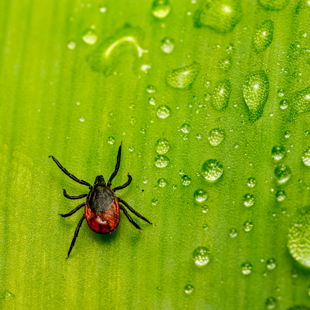 Buzz Off: A Hunter’s Guide to Insect Repellent and Tick Prevention ...