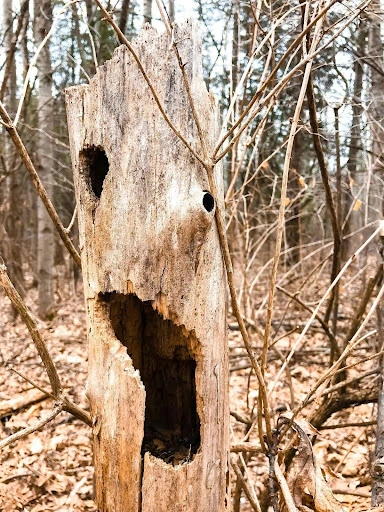How to Tell If a Tree Is Alive or Dead Before Cutting It for Firewood This Winter