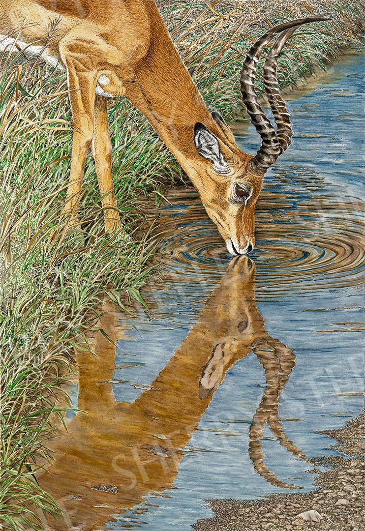 Beside Still Water - Impala by Sherry Steele