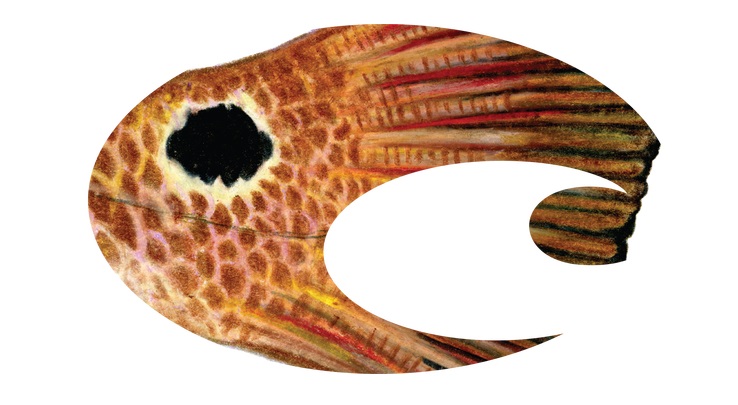 Everest DECAL LOGO REDFISH - LARGE - $10.74 at Everest