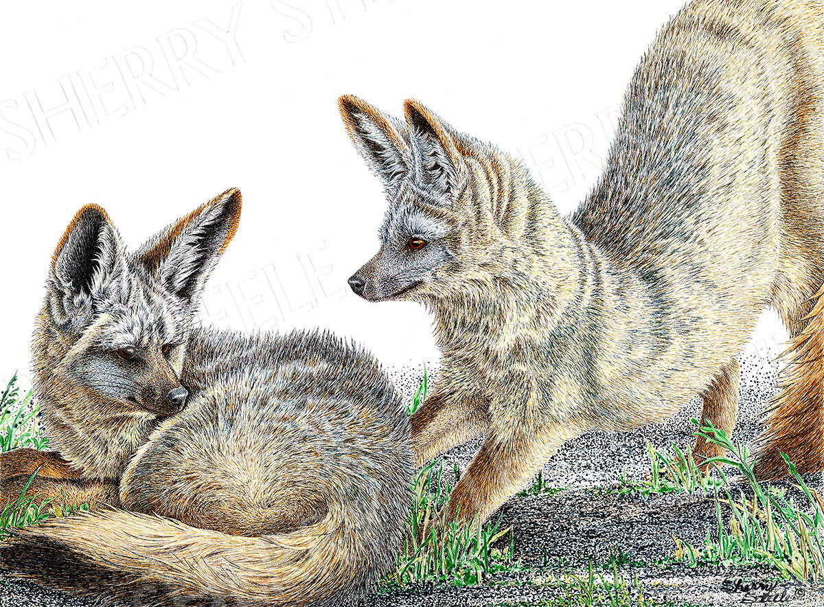 Feeling Frisky - Bat Eared Foxes by Sherry Steele