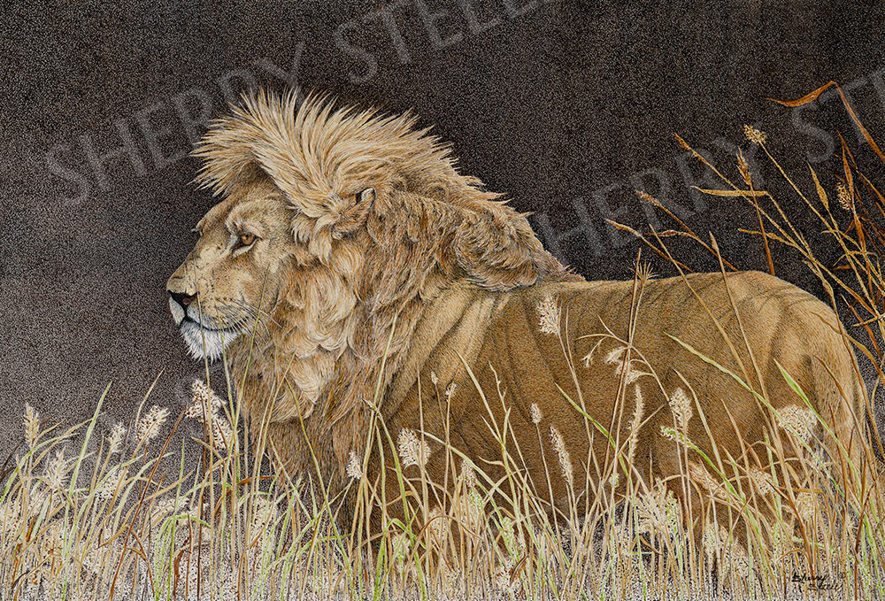 Fire in His Eyes - Lion by Sherry Steele