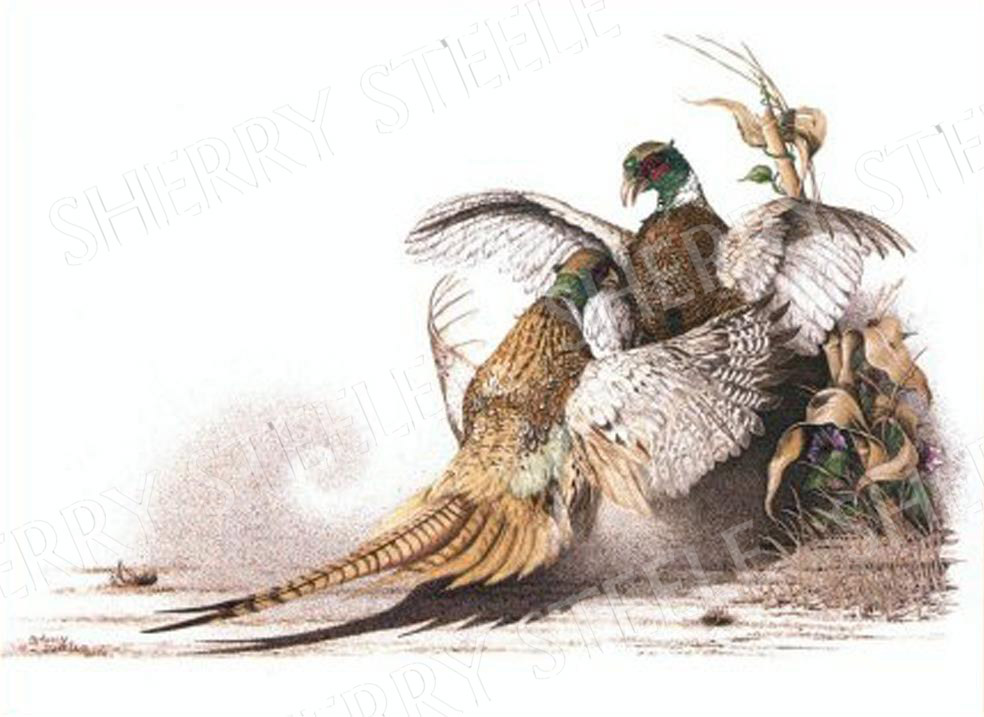 Flash Point - Pheasants by Sherry Steele