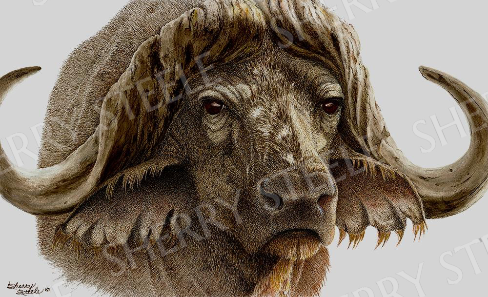 Gladiator - Cape Buffalo by Sherry Steele