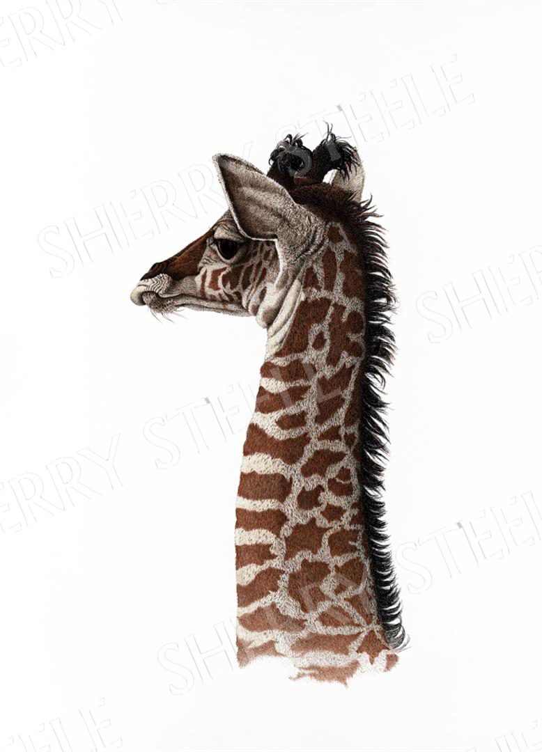 It's Hard to be Humble - Giraffe by Sherry Steele