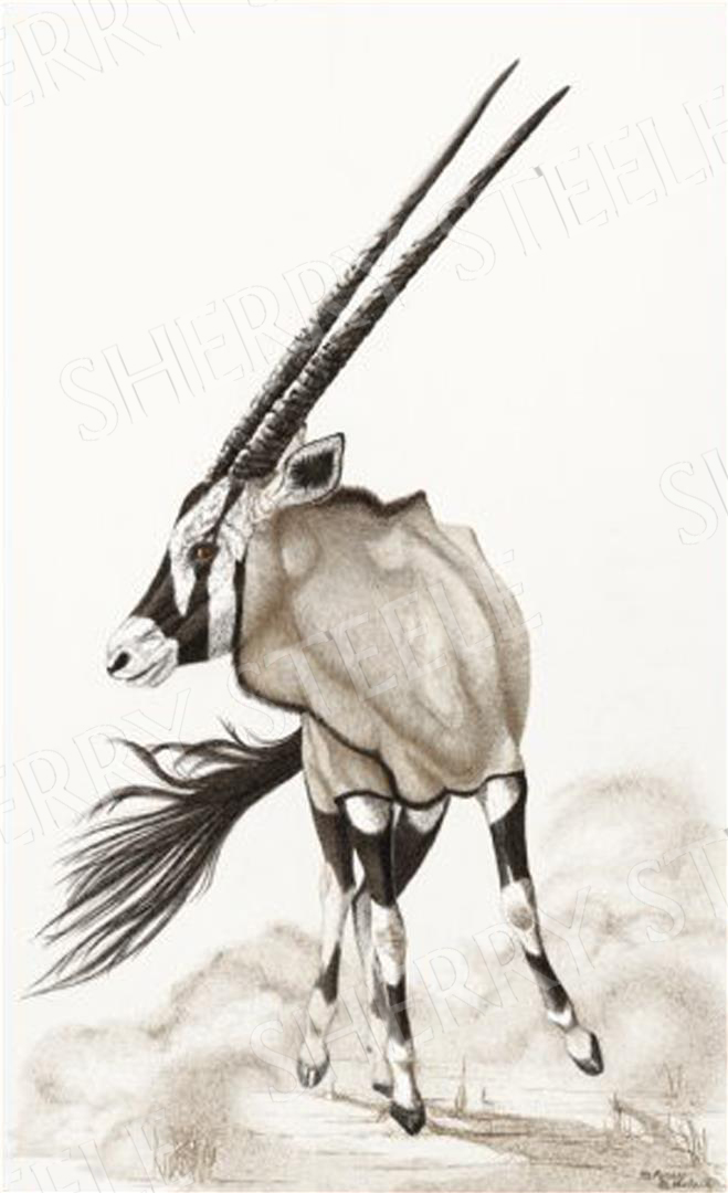 Pivot Point - Gemsbok by Sherry Steele