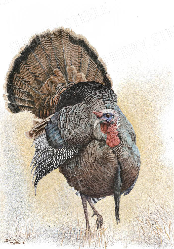 Something To Strut About - Turkey by Sherry Steele