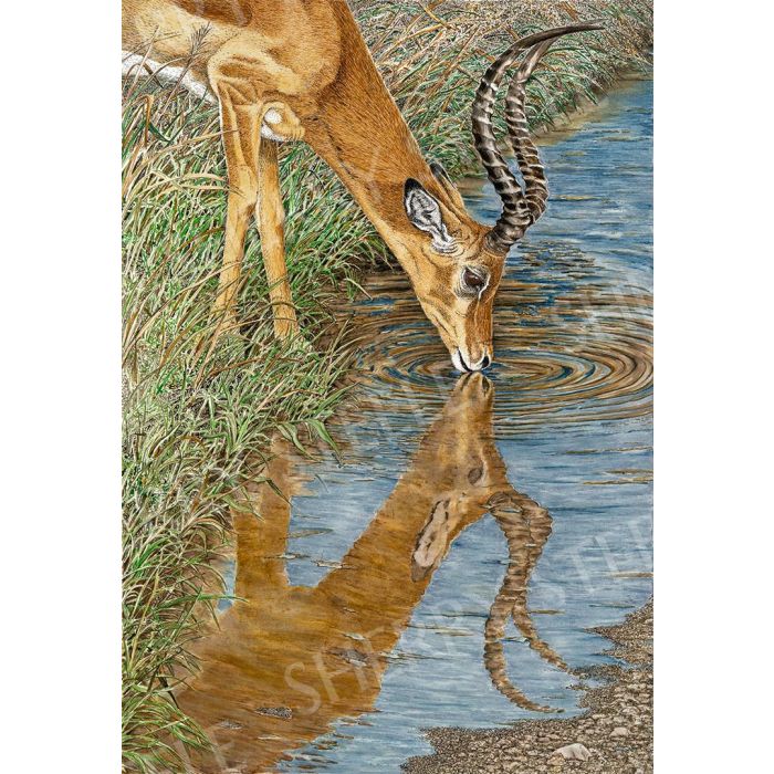 Beside Still Water – Impala by Sherry Steele main product photo