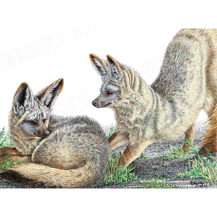 Feeling Frisky – Bat Eared Foxes by Sherry Steele main product photo
