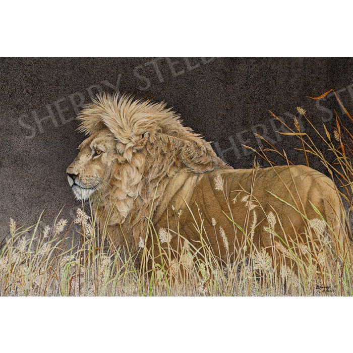 Fire in His Eyes – Lion by Sherry Steele main product photo