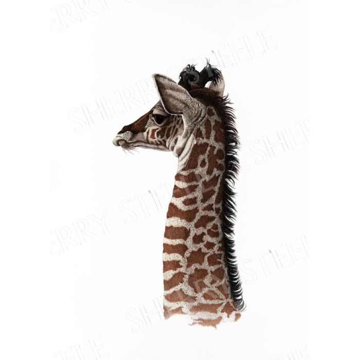 It’s Hard to be Humble – Giraffe by Sherry Steele main product photo