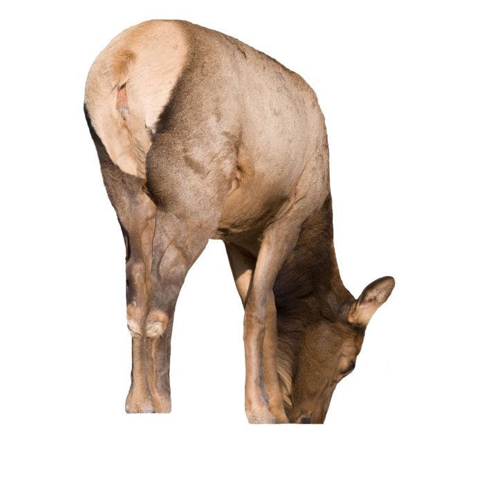 Montana Decoy Miss September main product photo