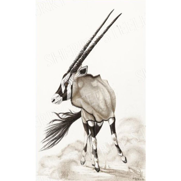 Pivot Point – Gemsbok by Sherry Steele main product photo