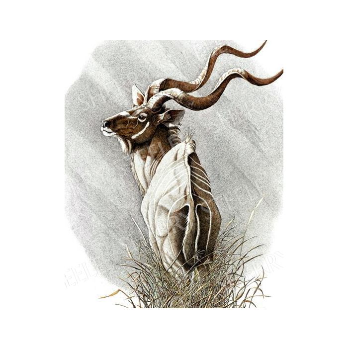 The Arrogance Of Elegance – Kudu by Sherry Steele main product photo