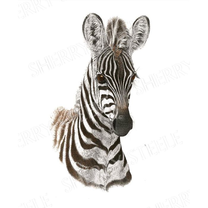 Wide Eyed Wonder – Zebra by Sherry Steele main product photo